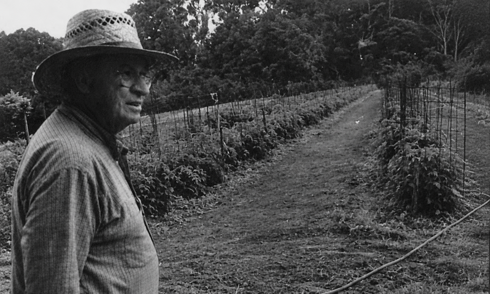 Edsel Orr standing beside rows of tomato plants in 2008.